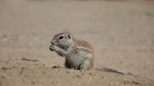 Ground squirrel (Xerus inaurus), Kalahari desert
