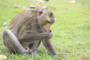 Temple Monkey in Angkor Wat
