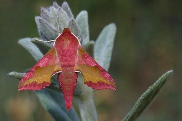 hawk moth (Deilephila porcellus)