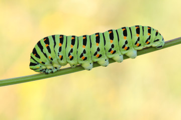 swallowtail caterpillar(Papilio machaon)