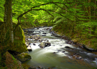 Mountain river in the wood