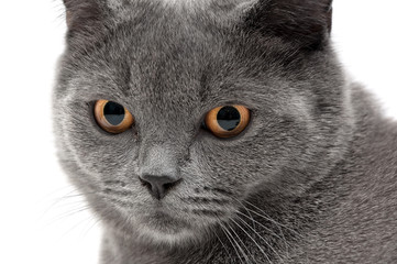 portrait of a cat with yellow eyes on a white background