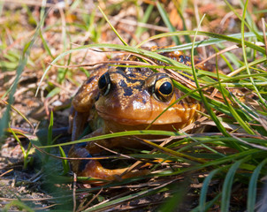 Frog in the grass