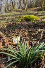 Group of wild flowering snowdrops