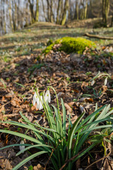Obraz premium Group of wild flowering snowdrops
