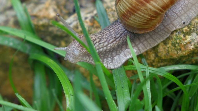 Garden snail is crawling between green grass