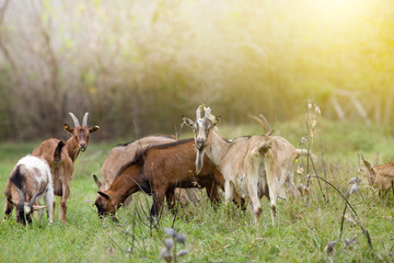 Alpine goats