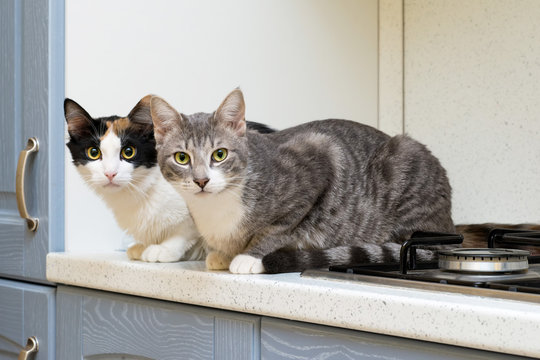 Due gattini accovacciati su ripiano