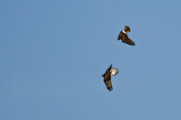 Aerial Combat Between a Northern Harrier and Red-Tailed Hawk