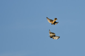 Aerial Combat Between a Northern Harrier and Red-Tailed Hawk