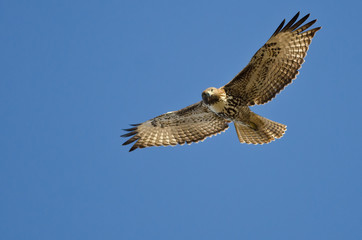 Fototapeta premium Red-Tailed Hawk Making Eye Contact As It Flys