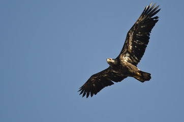 Immature Bald Eagle Flying in a Blue Sky
