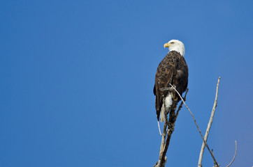 Bald Eagle Hunting From The Tree Top