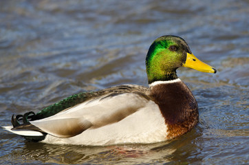 Profile of a Mallard Duck Swimming in the River