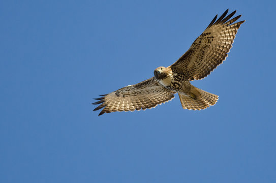 Red-Tailed Hawk Making Eye Contact As It Flys