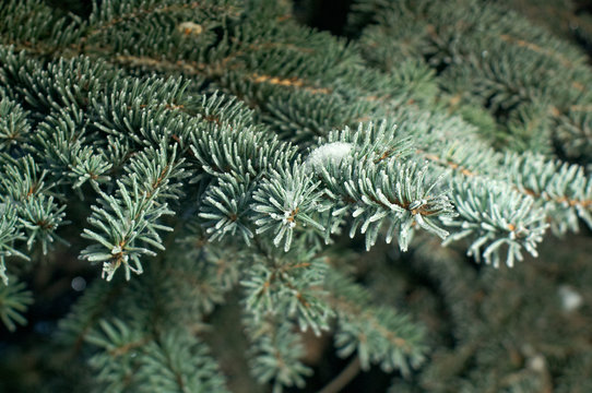 Winter frost on spruce tree