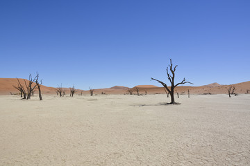 Fototapeta na wymiar Deadvlei, Namib-Naukluft National Park, Namibia, Africa