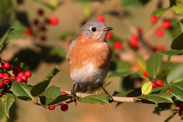 Female Eastern Bluebird