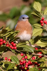 Male Eastern Bluebird