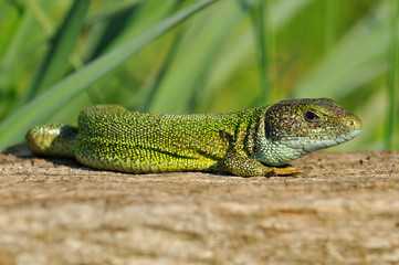 Green lizard on a tree