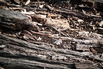 Woody closeup