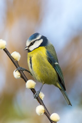 Blue Tit (Cyanistes caeruleus)