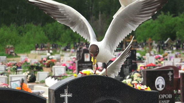 Birds, gulls in the cemetery. 4K.