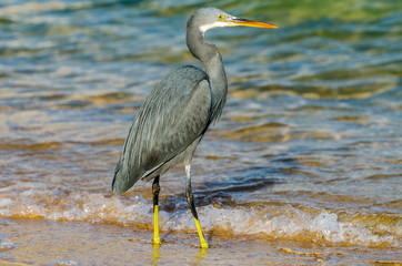 Little blue heron fishing. Egipt