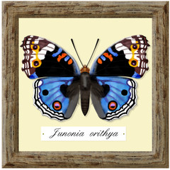 ecological collection, junonia orithya