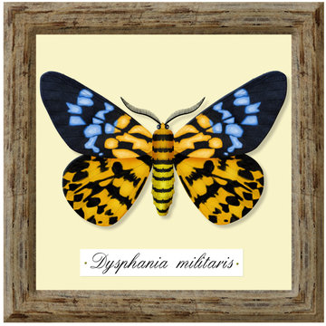 ecological collection, dysphania militaris