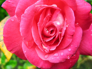 Pink rose with water drops