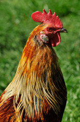 Posing rooster