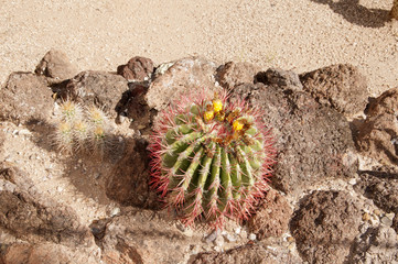 Barrel Cactus in Tucson Arizona USA