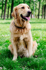 Golden Retriever dog