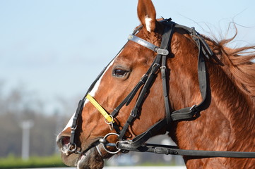 Obraz premium trotteur cheval