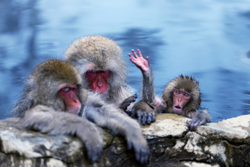 Bathing Snow Monkey Family