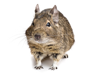 degu rodent