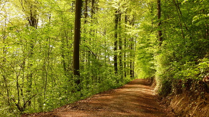 Fototapeta premium Spazierweg durch Buchenwald im Frühling