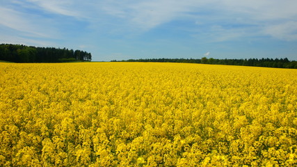 Obraz premium blühendes Rapsfeld im Frühling
