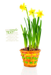 beautiful spring narcissus flowers in pot on white background