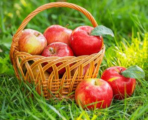 Organic apples in basket in summer grass. Fresh apples in nature