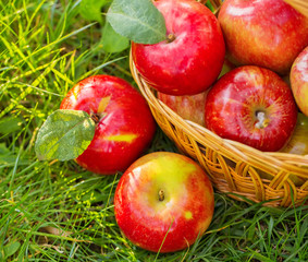 Organic apples in basket in summer grass. Fresh apples in nature