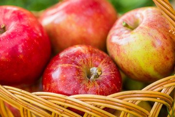 Organic apples in basket in summer grass. Fresh apples in nature