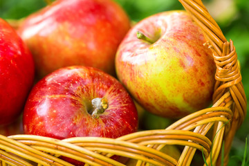 Organic apples in basket in summer grass. Fresh apples in nature