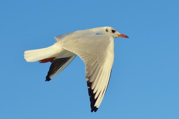 Seagull Flying, Seagull, Gull, Seabird, Bird, Bird Flying