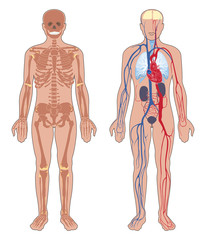 Human anatomy: skeleton and circulatory vascular system. 
