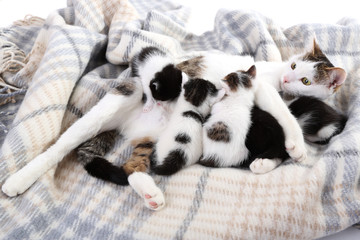 Cute mother cat and little kittens © Africa Studio