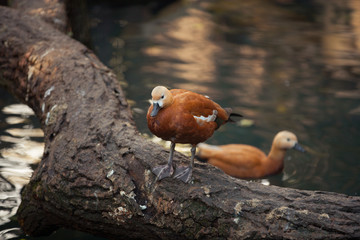 Mandarin duck/Aix galericulata
