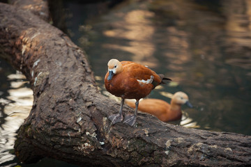 Mandarin duck/Aix galericulata