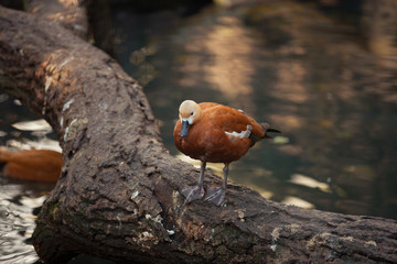 Mandarin duck